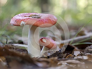 Beechwood sickener, Russula nobilis photo