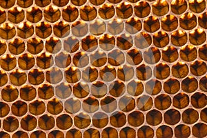 Beecomb texture close up