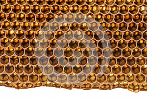 Beecomb texture close up