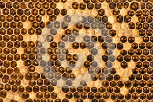 beecomb texture close up