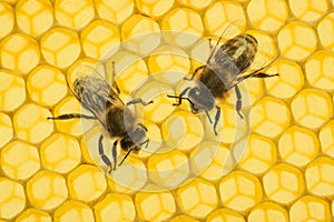 Beecombs texture with bees