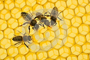 Beecombs texture with bees