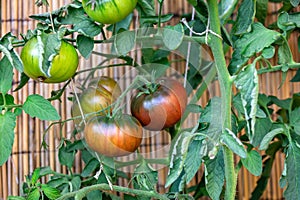 Beed tomatoes growing up on green plant, gardening