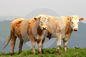 Beef Cattle