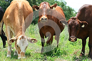 Beef Cattle