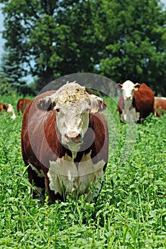 Beef cattle