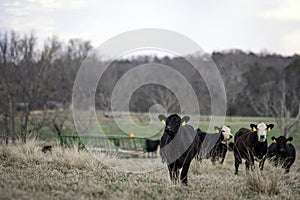 Beef cattle in Alabama winter pasture