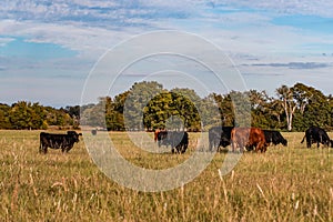 Beef cattle in autumn pasture