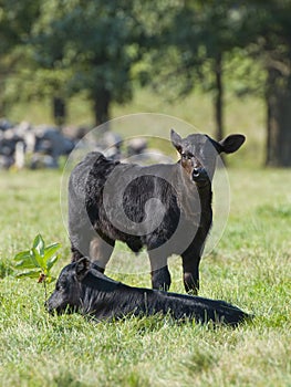 Beef Cattle Calves photo