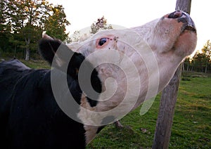 Beef cattle cow