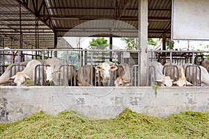 Beef Cattle Cow livestock in farm