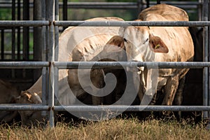 Beef cattle on a farm