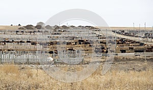 Beef Cattle on a Farm
