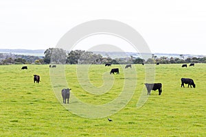 Beef cattle on a farm