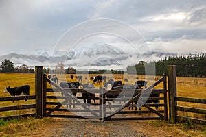 Beef cattle on a farm in winter in Canterbury, New Zealand