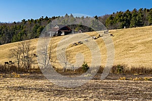 Beef Cattle Feeding on a Hillside