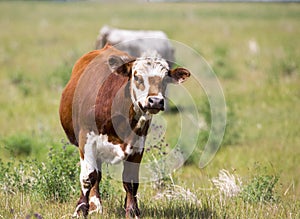 Beef Cattle in a Field