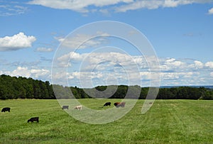 Beef cattle in FingerLakes field under blue sky