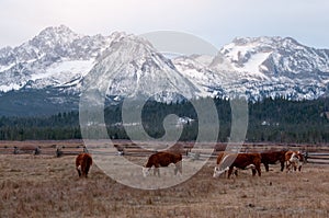 Beef Cattle in front of Mountains