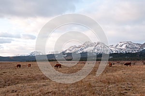 Beef Cattle in front of Mountains