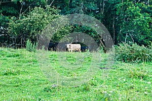 Beef Cattle Grazing in a Mountain Meadow