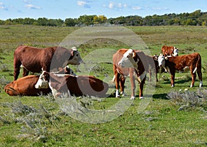 Beef cattle in green pasture.