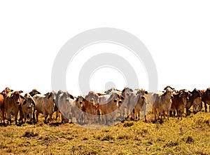 Beef Cattle Herd of brahman cows