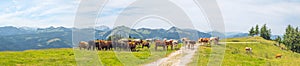 Beef cattle - landscape with a herd of cows grazing in a mountain pasture, Schafberg, Alps, Austria