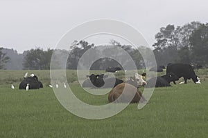 Beef cattle lying down with cattle egrets on hazy morning