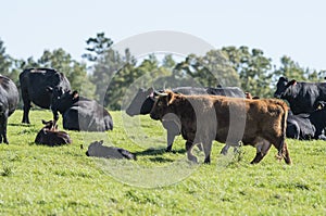 Beef Cattle
