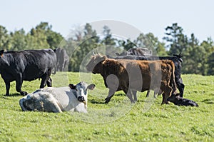 Beef Cattle