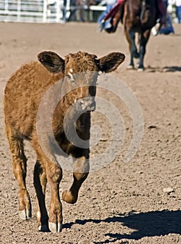 Beef Cattle Roundup