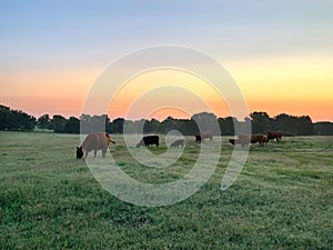 Beef cattle at sunrise in a green pasture