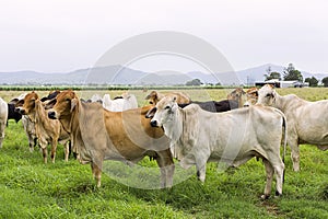 Beef cattle in the wet tropics