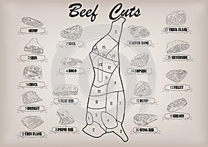 Beef cow bull side carcass cuts cut parts infographics scheme si