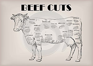 Beef cow bull whole carcass cuts cut parts infographics scheme s