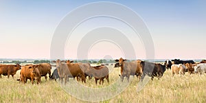 Beef cow and calf pairs in pasture on the ranch at the end of day