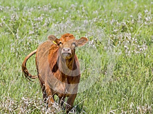 Beef Cow in a Field