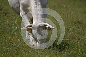 Beef cow graze on the meadow and eating grass.