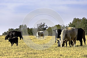 Beef cow herd in dormant pasture photo