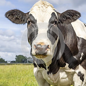 Beef cow muscular black and white, soft looking at camera, pink nose, front view and a blue sky