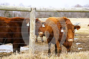 Beef Cows out grazing the landscape.