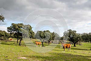 Beef cows, Retinto race, grazing in Dehesa, Spain