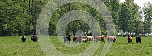 Beef cows with their calves in the spring meadow