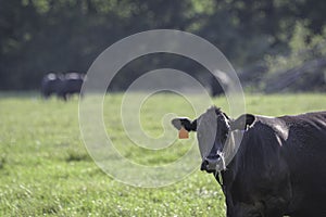 Beef crossbred cow in corner with negative space