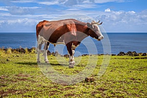 Beef on easter island cliffs