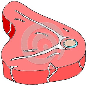 Beef steak vector color illustration food