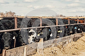 Beef steers feeding for weight gain to increase their value photo