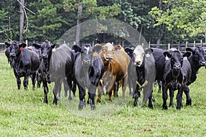 Beef steers in a green pasture