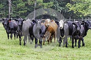 Beef steers in a green pasture photo